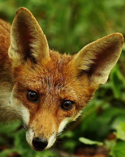 renard 1